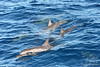 SmugMug > all-time keyword > activity > Spinner Dolphins Activity